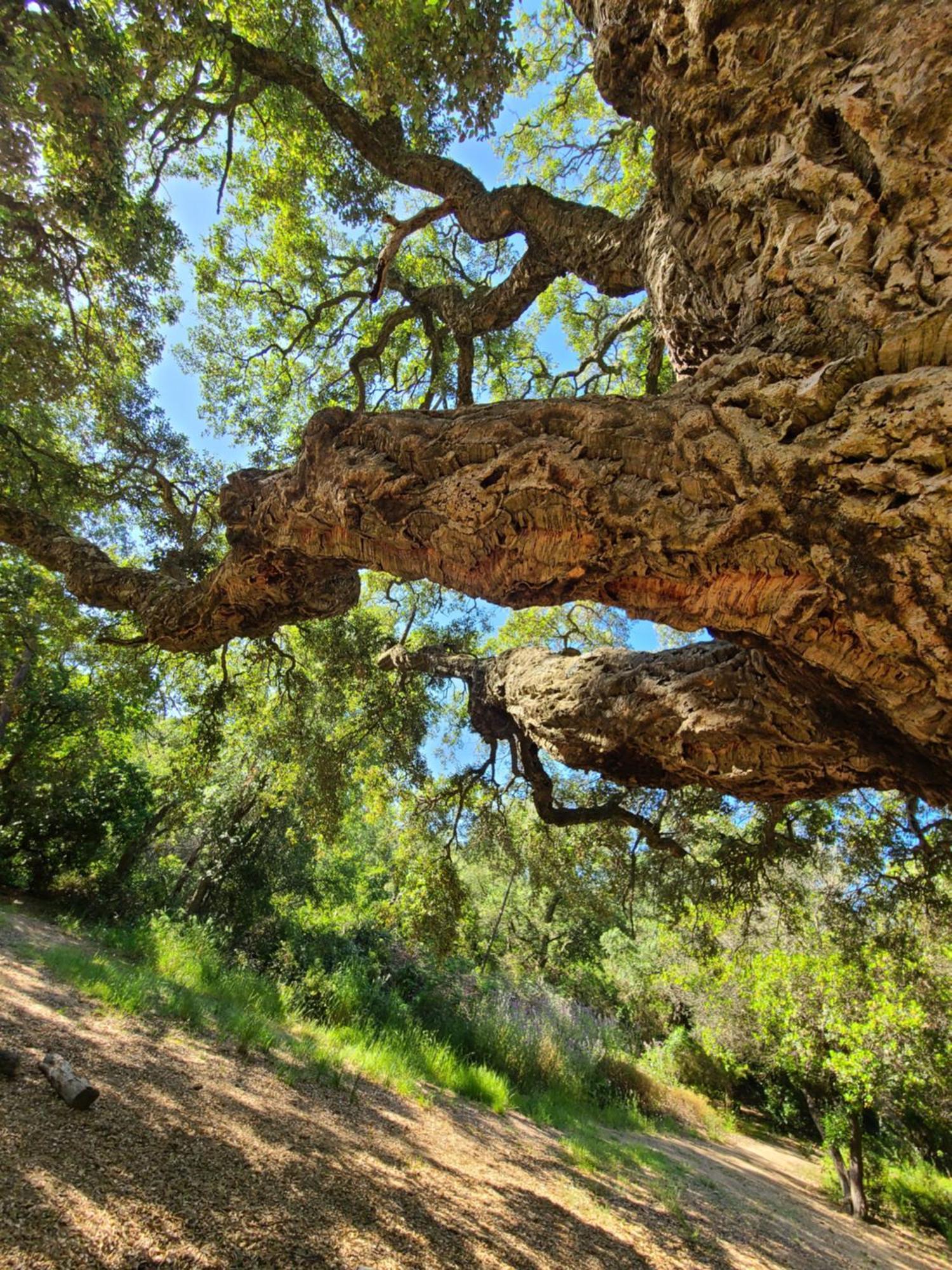 Evasion Nature A Cap Esterel Jardin, Mer & Golf Tout Confort Saint-Raphaël Zewnętrze zdjęcie